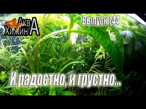 Видео: Новости: хорошие и плохие (Аква Хижина, выпуск 144)