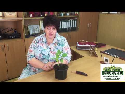 Видео: Китайский лимонник