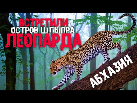 Видео: АБХАЗИЯ ШОКИРУЕТ ⚡ ВСТРЕТИЛИ ЛЕОПАРДА ⚡ Мюссера Райский остров Шлыпра