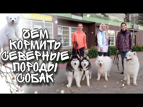 Видео: Как правильно кормить Самоеда, ХАСКИ, корм или натуралка