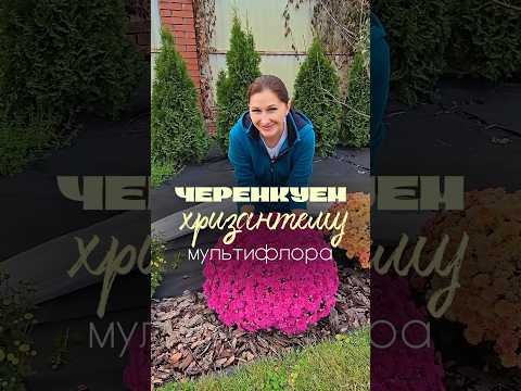 Видео: Черенкуем хризантему #дачасадогород #дача #садоводничество #черенкование #черенки #черенкихризантемы