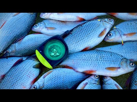 Видео: КРУПНАЯ БАТОНИСТАЯ ПЛОТВА🐟🐟🐟 НА ГИРЛЯНДУ!