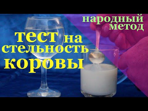 Видео: тест на стельность коровы