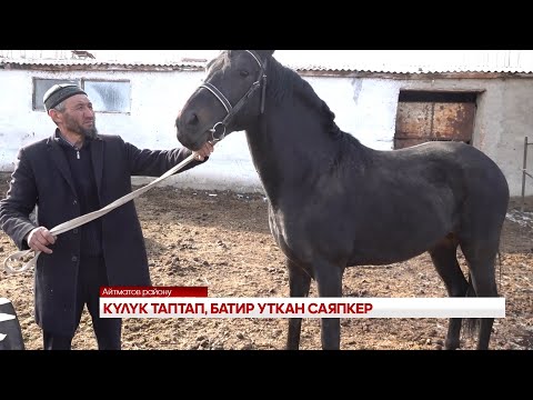 Видео: КҮЛҮК ТАПТАП, БАТИР УТКАН САЯПКЕР