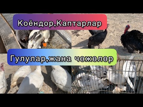 Видео: ИНКУБАТОР 90жумурткалуу жана Жем бааларында тарттык! Кызыл-Кыя Тоок базары. 09.04.2023