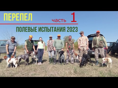 Видео: полевые испытания 2023 часть 1 -  ПЕРЕПЕЛ