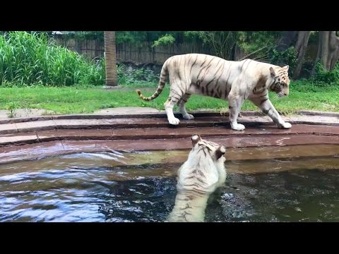 Видео: Как выжить в современном мире бизнеса