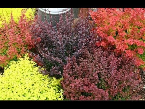 Видео: Барбарис - один из лучших кустарников для сада