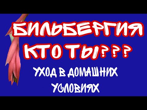 Видео: #бильбергия уход и цветение #комнатныецветы