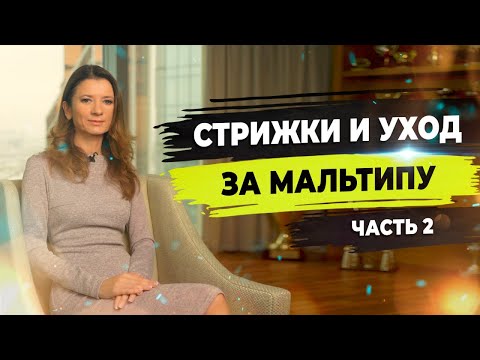 Видео: Как стричь когти щенку мальтипу. Как правильно мыть мальтипу.