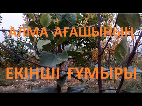 Видео: ҚУРАП ҚАЛҒАН АЛМА АҒАШЫН ҚАЛПЫНА КЕЛТІРУ. | Как восстановить засохшую яблоню| #garden #бақ #сад