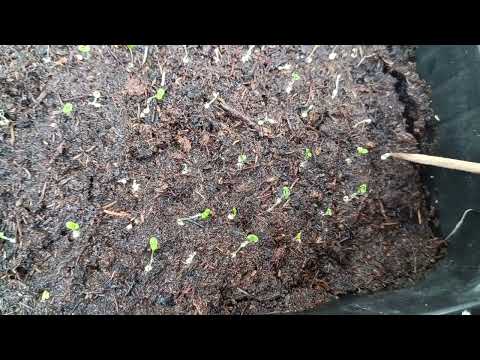 Видео: Петуния! НЕ ВСХОДИТ ??? !!! 😯что же делать???