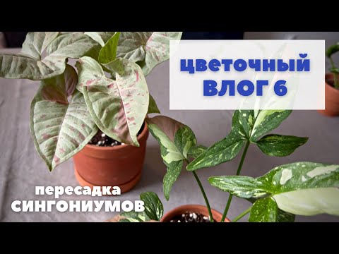 Видео: ЦВЕТОЧНЫЙ ВЛОГ 6 / Осенняя ПЕРЕСАДКА СИНГОНИУМОВ - милк конфетти и ред спот триколор