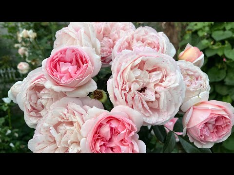 Видео: Роза Вояж ( Rose Voyage ) г.Киев 14 сентября 2025 г.