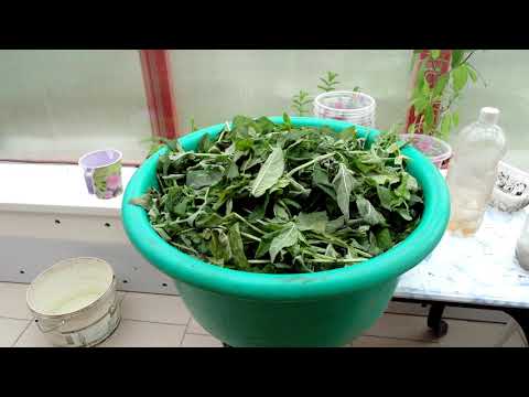 Видео: Ферментируем мяту.