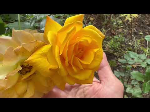 Видео: #РУДБЕКИЯ# , и др. Клумба у 5эт.дома ! 