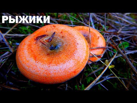 Видео: ЦАРСКИЕ ГРИБЫ РЫЖИКИ!!! Сбор рыжиков осенью