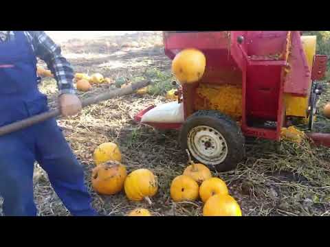 Видео: молотим гарбузи 2023