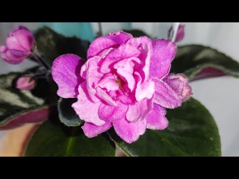 Видео: Фиалки у Алисы. Влог