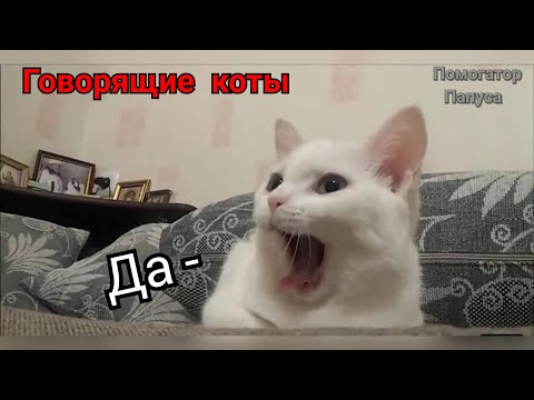 Видео: Говорящие коты! Лучшая подборка №4  (внимание! 18+)