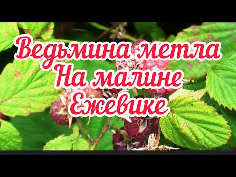 Видео: Израстание малины.Немедленно удалите такие кусты.