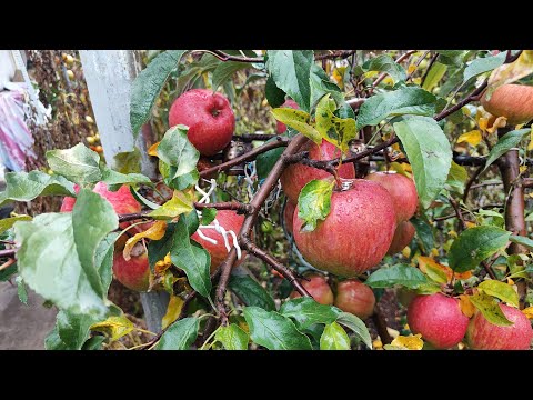Видео: Пізньозимовий сорт яблук Катерина 
