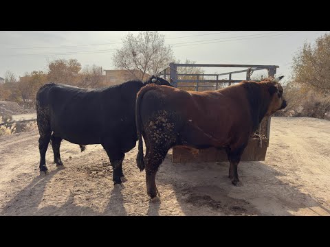 Видео: ГУШТ 100МИНГ СУМ БЕРУНИЙ ГУШТ МАРКАЗИДА ЖУМА АКЦИЯСИ 13.11.2025