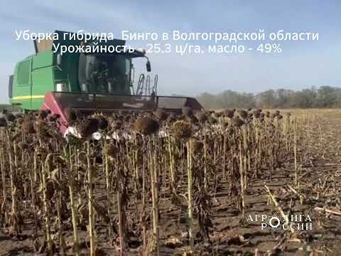 Видео: Уборка подсолнечника Бинго в Волгоградской области