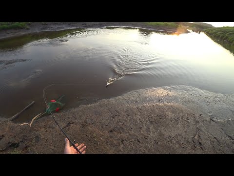 Видео: Вода ушла, а щука осталась. Сколько там еше рыбы.