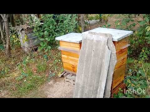 Видео: Порівняння 8-рамкового вулика на 145-ту рамку з 10-рамковим.