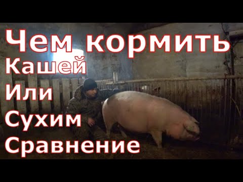 Видео: Чем кормить/Кашей или сухим комбикормом