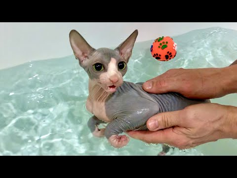 Видео: КОТ ЗАБРАЛСЯ в ВАННУ ПОЛНУЮ ВОДЫ и... 😱