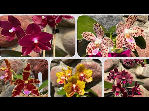 Видео: ЦВЕТЕНИЕ фаленопсисов.Часть 2. Phalaenopsis orchids.