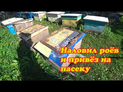 Видео: ПОЕХАЛ СНИМАТЬ ЛОВУШКИ, НЕ СМОТРЕЛ ВСЁ ЛЕТО И СКОЛЬКО ПОПАЛО РОЁВ  1 Часть
