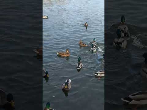 Видео: Утки ducks