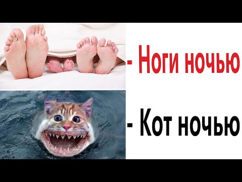 Видео: ПРИКОЛЫ! МОЙ КОТ НОЧЬЮ - МЕМЫ!!! Смешные видео – Доми шоу!