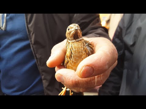 Видео: Тошкент қуш бозори: Бедана - Перепел 10.10.20 Tashkent bird market