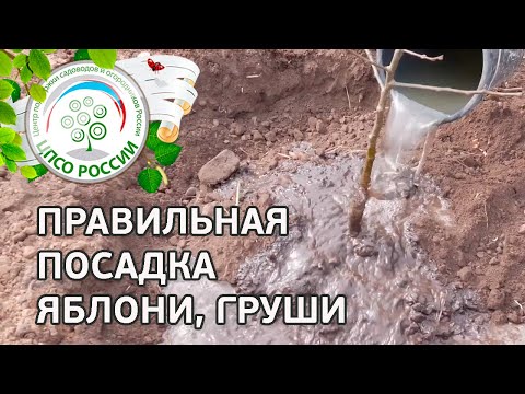 Видео: Посадка саженцев яблони, груши. Как правильно посадить саженцы плодовых деревьев.