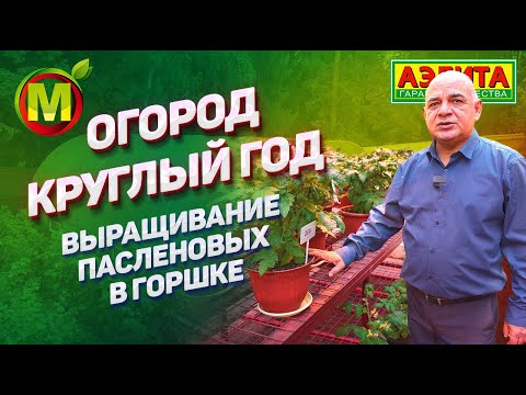 Видео: Выращиваем томаты, перцы и баклажаны в горшке круглый год. Советы от профессора!