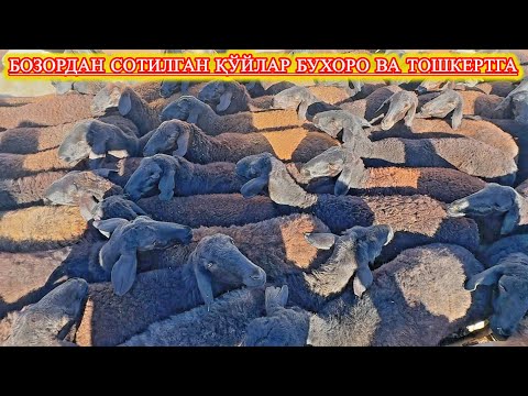 Видео: Сариосиё Пайшанба Бозори Нархлари Ва Фарқлари 