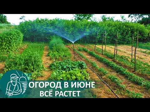 Видео: ☘ Огород Гордеевых в июне — летняя экскурсия по грядкам, замульчированным травой