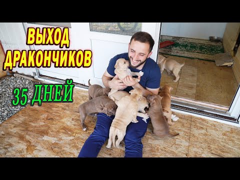 Видео: Выход Дракончиков. Щенкам питбуля 35 дней. Питбуль Багира защитили щенков от Мусы.