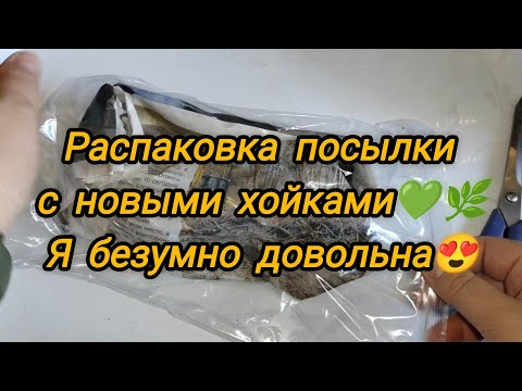 Видео: Распаковка посылки с новыми хойками 🌿 Я безумно довольна 😍🥳