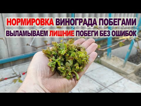 Видео: 🍇 Без ЭТОЙ НОРМИРОВКИ ВИНОГРАДА  даже не думайте об урожайных, долговечных кустах. Выламываем побеги