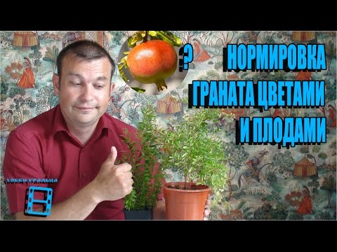 Видео: НОРМИРОВКА КОМНАТНОГО ГРАНАТА ЦВЕТАМИ И ПЛОДАМИ. ЭКЗОТИКА НА ПОДОКОННИКЕ