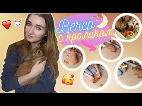 Видео: МОЙ ВЕЧЕР 🌙✨ С КРОЛИКОМ! 🐰 \ ВЕЧЕР МОЕГО КРОЛИКА \ Уход за кроликом! Дрессировка кролика! Кормление!