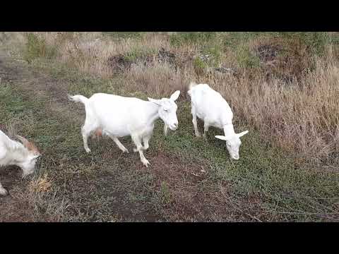 Видео: Автономные породы животных и животные для самообеспечения.