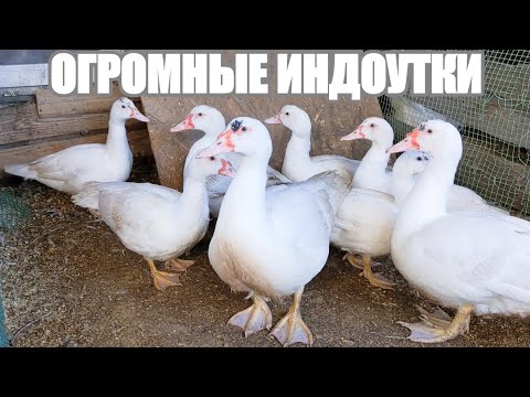 Видео: В ШОКЕ от веса ИНДОУТОК в 2,5 месяца!!!