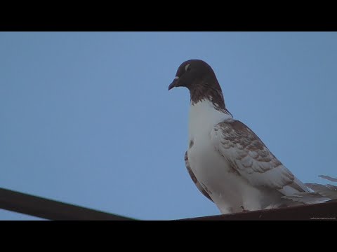 Видео: Истории  в один день. Чужаки и орлы карлики.