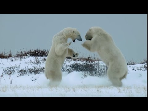 Видео: Крупнейший сухопутный хищник - БЕЛЫЙ МЕДВЕДЬ В ДЕЛЕ! Он может поймать даже Белуху!